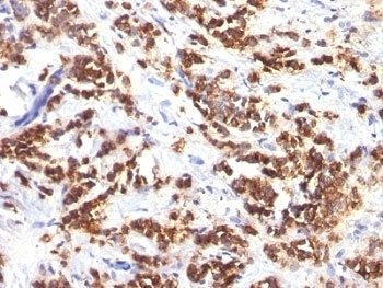 MFGE8 Antibody [MFG-06]