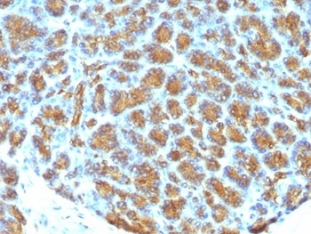 MFGE8 Antibody [MFG-06]