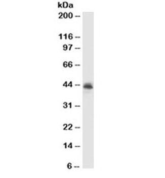 MFGE8 Antibody [MFG-06]