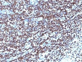 Histone Antibody [1415-1]