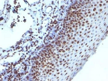 Histone Antibody [1415-1]