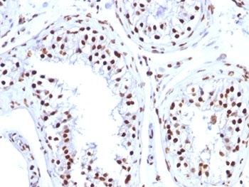 Histone Antibody [1415-1]
