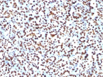 Histone Antibody [1415-1]