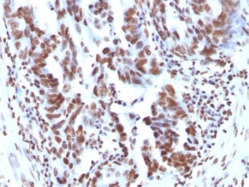 Histone Antibody [1415-1]