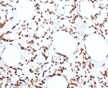 Histone Antibody [1415-1]