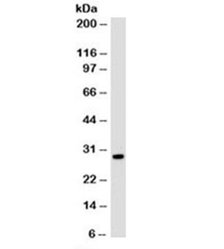 Histone Antibody [1415-1]