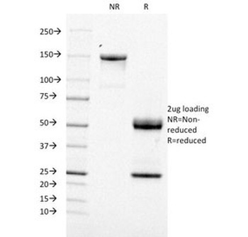 TOP1MT Antibody [TOP1MT/488]