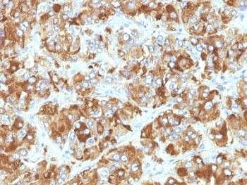 Chromogranin A Antibody [CHGA/798]