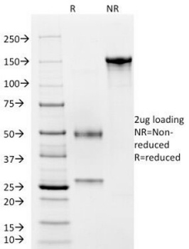 CD4 Antibody [C4/206]