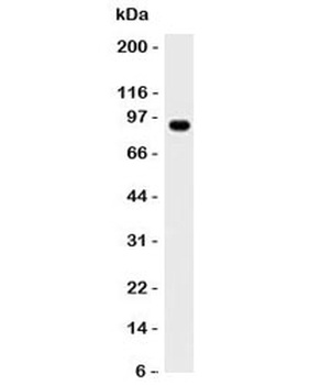 MALT1 Antibody [MT1/410]