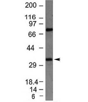 Bcl10 Antibody [BL10/411]