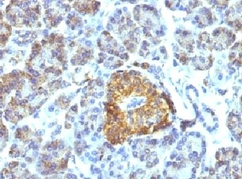 HSP60 Antibody [LK1]