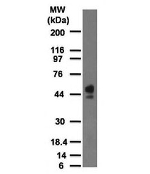 CD63 Antibody [MX-49.129.5]