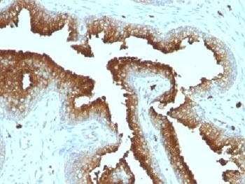 CD63 Antibody [MX-49.129.5]