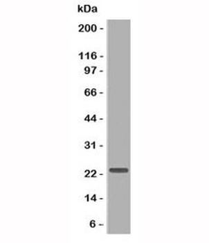 CD3e Antibody