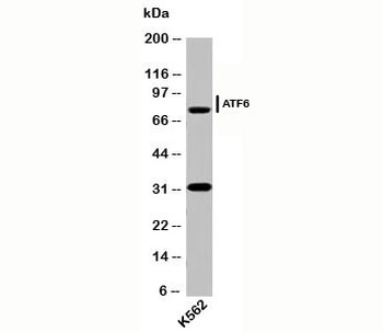 ATF6 Antibody [AF6229]