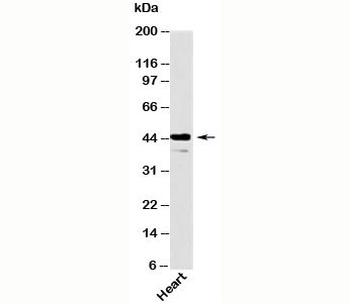 Als2Cr2 Antibody