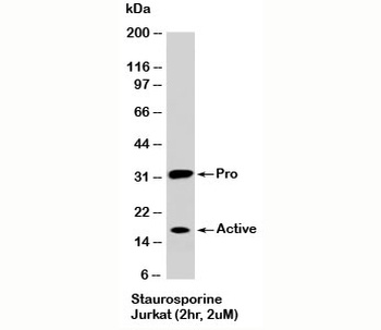 Caspase-3 (Pro and Active) Antibody [CAS3836]