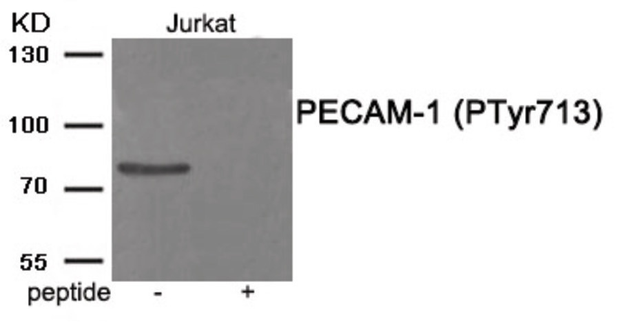 PECAM-1 (phospho Tyr713) Antibody
