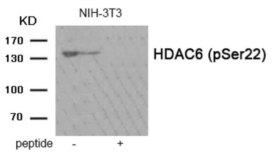 HDAC6 (phospho Ser22) Antibody