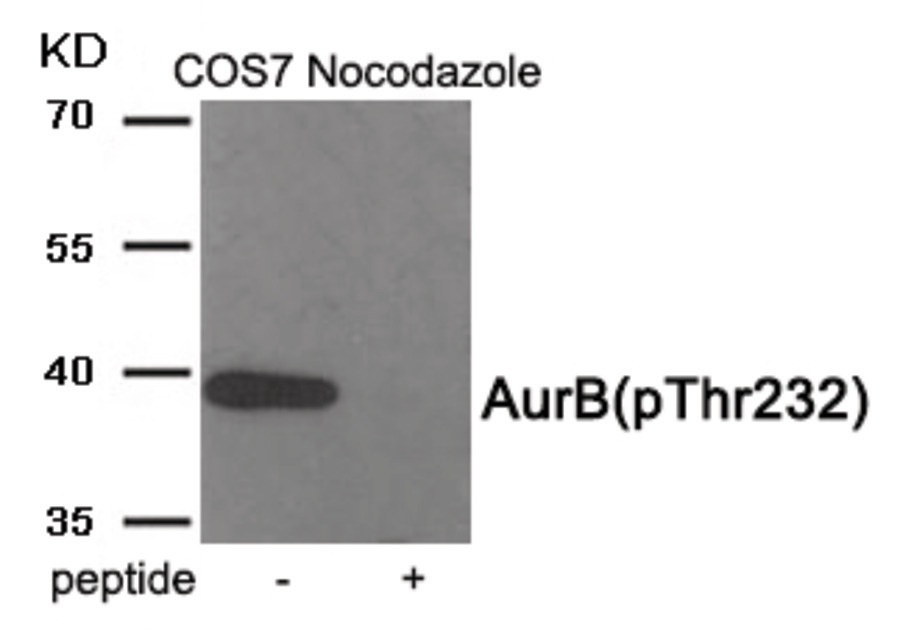 AurB (phospho Thr232) Antibody