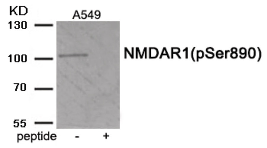 NMDAR1 (phospho Ser890) Antibody