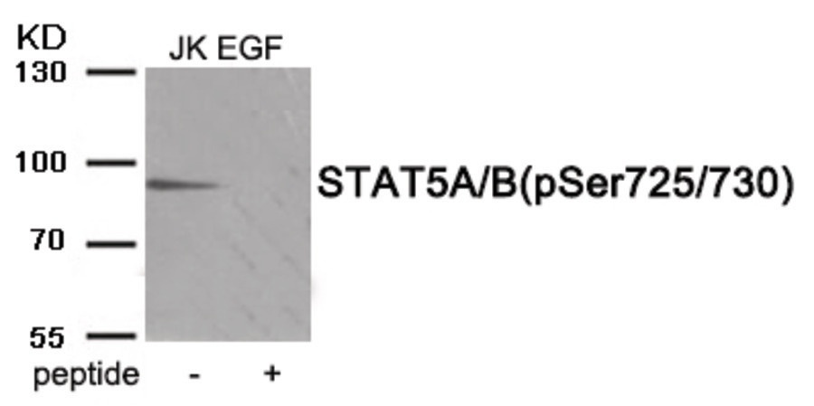 STAT5A/B (phospho Ser725/730) Antibody