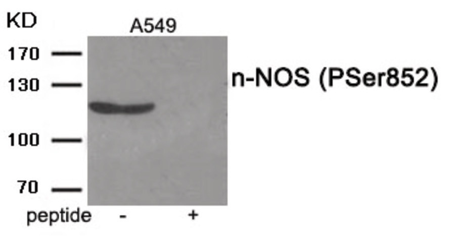 n-NOS (phospho Ser852) Antibody