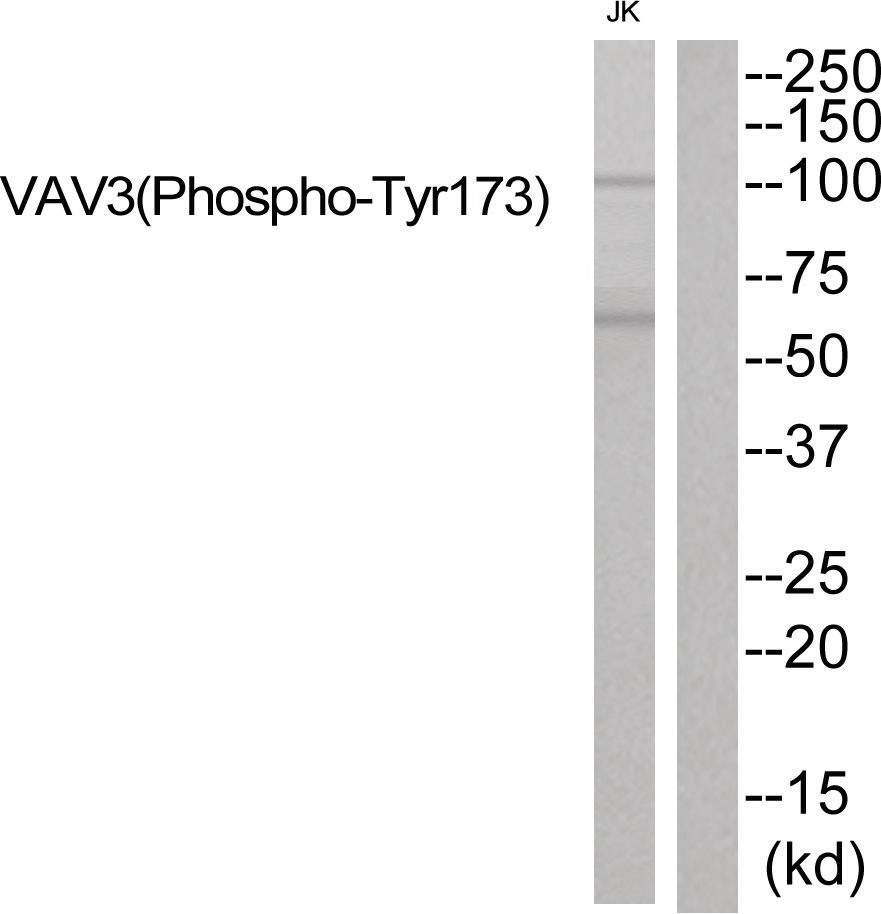 VAV3 (phospho Tyr173) Antibody