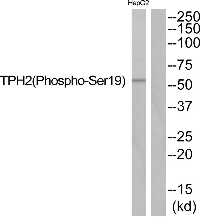 TPH2 (phospho Ser19) Antibody