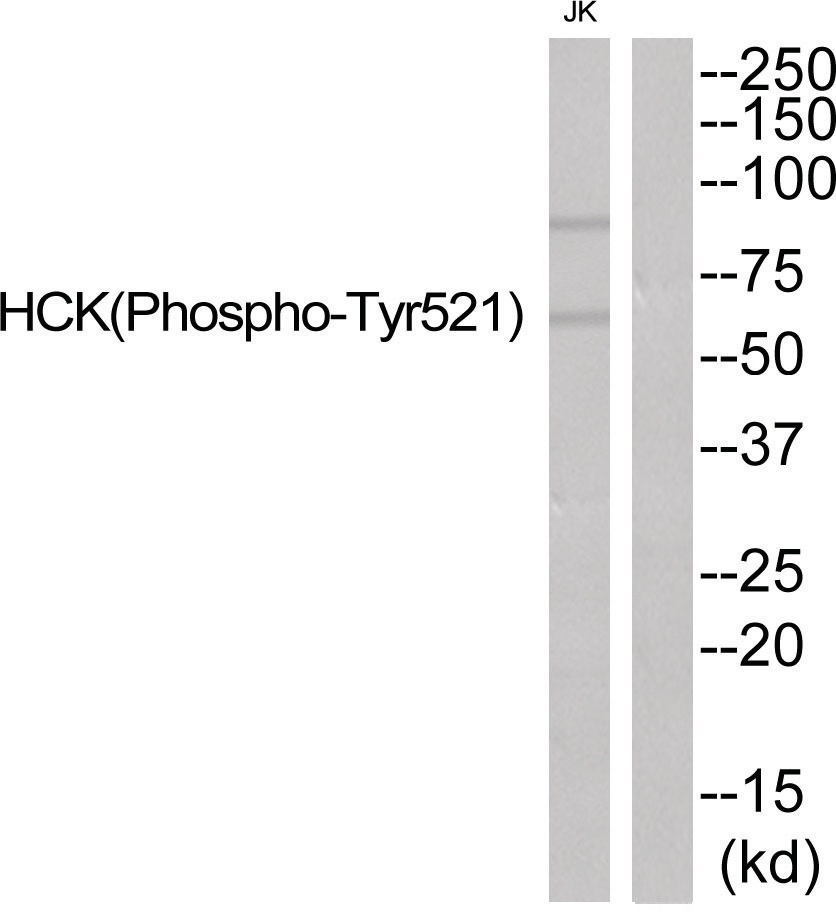 HCK (phospho Tyr521) Antibody