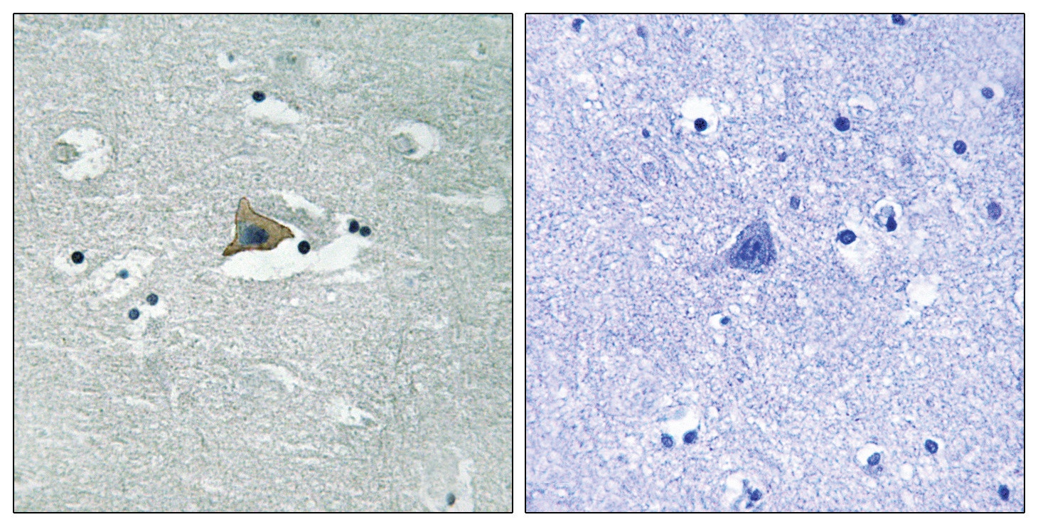 Claudin 5 (phospho Tyr217) Antibody