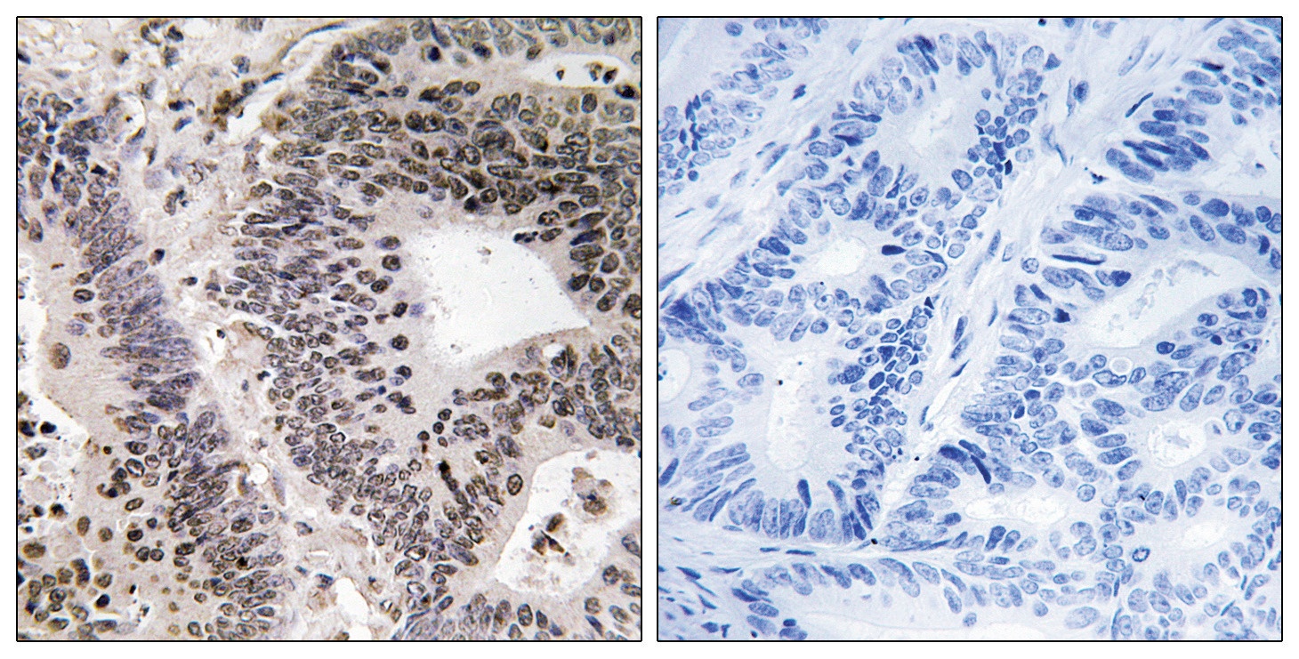 WWOX (phospho Tyr33) Antibody