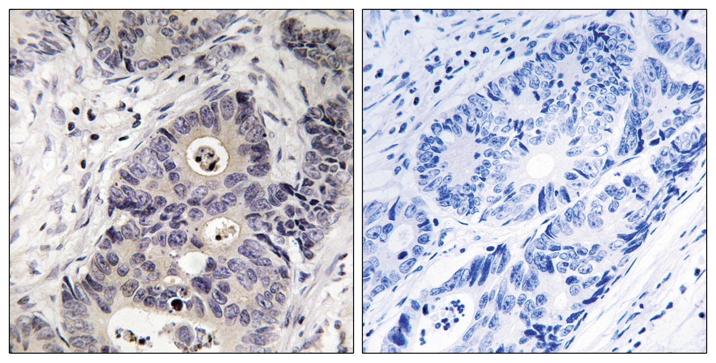 iNOS (phospho Tyr151) Antibody