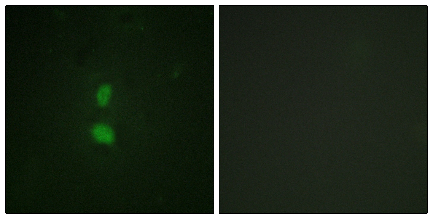 SNAI1 (phospho Ser246) Antibody