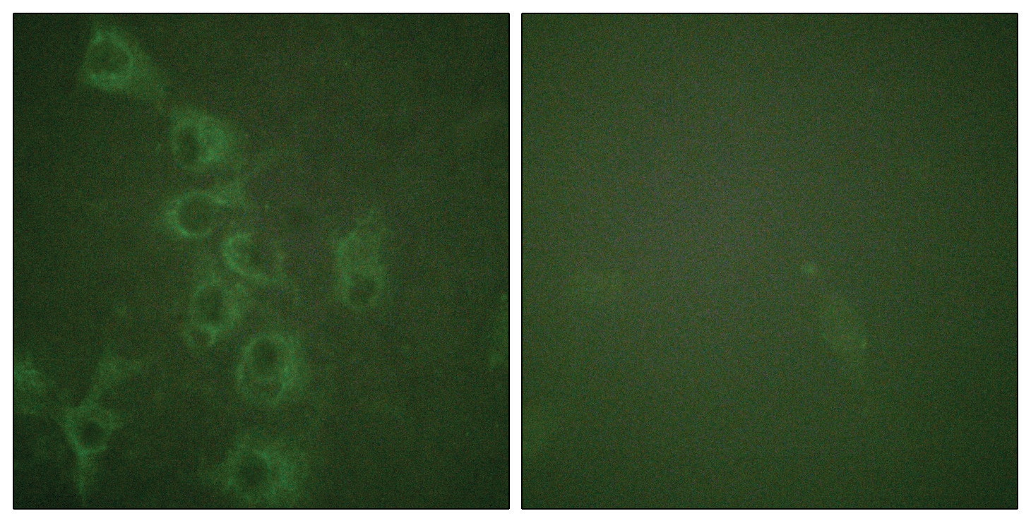 Histamine H1 Receptor (phospho Ser398) Antibody