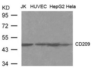 CD209 (DC SIGN) Antibody