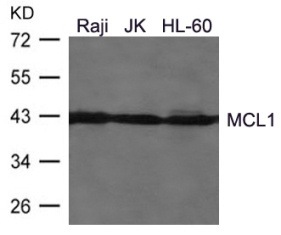 MCL1 Antibody
