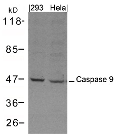 Caspase 9 Antibody