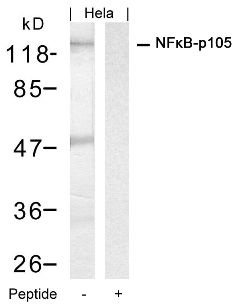 NFkB p105 / p50 (Ab 927) Antibody