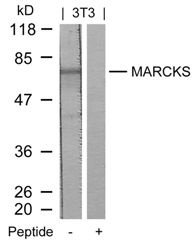 MARCKS (Ab 158) Antibody