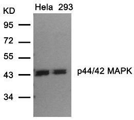 p44 / 42 MAP Kinase (Ab 202) Antibody