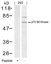 p70 S6 Kinase (Ab 389) Antibody