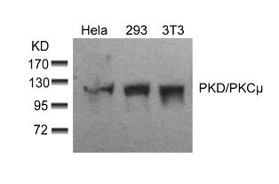PKD / PKCmu (Ab 910) Antibody