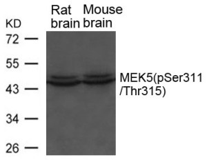 MEK5 (phospho Ser311 / Thr315) Antibody