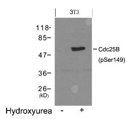 Cdc25B (phospho Ser149) Antibody