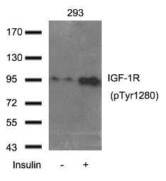 IGF 1R (phospho Tyr1280) Antibody