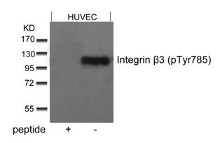 Integrin beta3 (phospho Tyr785) Antibody