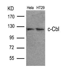 c Cbl (Ab 700) Antibody