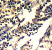 c Cbl (Ab 700) Antibody